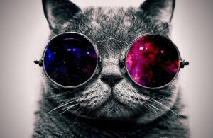 Cat Sunglasses  - Animal Kingdom Collection